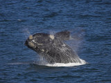 Southern Right Whale, Eubalaena Australis, Hermanus, South Africa, Africa Photographic Print by Steve & Ann Toon