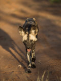 African Wild Dog, Lycaon Pictus, Venetia Limpopo Nature Reserve, South Africa, Africa Photographie par Steve & Ann Toon