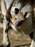 Steve & Ann Toon - Eastern Grey Kangaroo (Macropus Giganteus) Joey in Pouch, New South Wales, Australia - Fotografik Baskı Steve & Ann Toon - Eastern Grey Kangaroo (Macropus Giganteus) Joey in Pouch, New South Wales, Australia - Fotografik Baskı