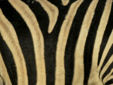 Close-Up of Zebra Skin, South Africa, Africa Premium Photographic Print by Steve & Ann Toon