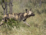 African Wild Dog, Lycaon Pictus, Venetia Limpopo Nature Reserve, South Africa, Africa Photographie par Steve & Ann Toon