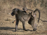 Chacma Baboon (Papio Cynocephalus) Carrying Young, Hluhluwe and Umfolozi Game Reserves, South Afric Lámina fotográfica por Steve & Ann Toon Chacma Baboon (Papio Cynocephalus) Carrying Young, Hluhluwe and Umfolozi Game Reserves, South Afric Lámina fotográfica por Steve & Ann Toon