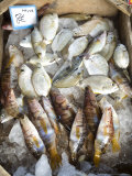 Fish Sold on the Harbour, Crete, Greek Islands, Greece Photographic Print by Adam Tall