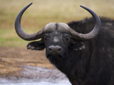 Cape Buffalo, Syncerus Caffer, Addo Elephant National Park, South Africa, Africa Photographic Print by Steve & Ann Toon