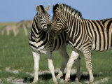 Burchell's (Plains) Zebra (Equus Burchelli), Etosha National Park, Namibia, Africa Photographic Print by Steve & Ann Toon