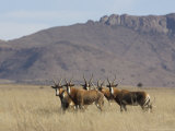 Blesbok, Damaliscus Dorcas Phillipsi, Mountain Zebra National Park, South Africa, Africa Lámina fotográfica por Steve & Ann Toon Blesbok, Damaliscus Dorcas Phillipsi, Mountain Zebra National Park, South Africa, Africa Lámina fotográfica por Steve & Ann Toon