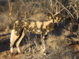 African Wild Dog, Lycaon Pictus, Venetia Limpopo Nature Reserve, South Africa, Africa Photographie par Steve & Ann Toon