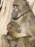 Chacma Baboon (Papio Cynocephalus) with Young, Kruger National Park, South Africa, Africa Lámina fotográfica por Steve & Ann Toon Chacma Baboon (Papio Cynocephalus) with Young, Kruger National Park, South Africa, Africa Lámina fotográfica por Steve & Ann Toon