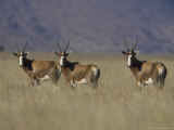 Blesbok, Damaliscus Dorcas Phillipsi, Mountain Zebra National Park, South Africa, Africa Lámina fotográfica por Steve & Ann Toon Blesbok, Damaliscus Dorcas Phillipsi, Mountain Zebra National Park, South Africa, Africa Lámina fotográfica por Steve & Ann Toon