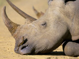 White Rhino (Ceratotherium Simum), Hluhluwe Game Reserve, Kwazulu Natal, South Africa, Africa Photographic Print by Steve & Ann Toon