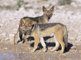 Young Blackbacked Jackals (Canis Mesomelas), Etosha National Park, Namibia, Africa Photographie par Steve & Ann Toon