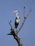 Grey Heron (Ardea Cinerea), Kruger National Park, South Africa, Africa Photographic Print by Steve & Ann Toon