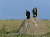 Lappetfaced and Whitebacked Vultures (Torgos Tracheliotus and Gyps Africanus) on Savannah, Africa Lámina fotográfica por Steve & Ann Toon Lappetfaced and Whitebacked Vultures (Torgos Tracheliotus and Gyps Africanus) on Savannah, Africa Lámina fotográfica por Steve & Ann Toon
