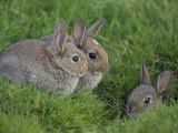 Young Rabbits (Oryctolagus Cuniculas), Outside Burrow, Teesdale, County Durham, England Photographic Print by Steve & Ann Toon