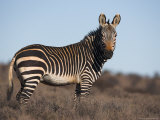Cape Mountain Zebra, Equus Zebra Zebra, Mountain Zebra National Park, Eastern Cape, South Africa Photographic Print by Steve & Ann Toon