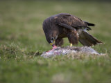 Buzzard Eating Rabbit, Buteo Buteo, Captive, United Kingdom Photographic Print by Steve & Ann Toon