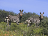 Cape Mountain Zebra, Equus Zebra Zebra, in Spring Flowers in Bushman's Kloof Reserve, Western Cape Photographic Print by Steve & Ann Toon