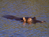 Common Hippopotamus (Hippopotamus Amphibius), Kruger National Park, South Africa, Africa Photographic Print by Steve & Ann Toon