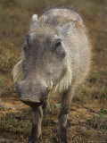 Warthog, Phacochoerus Aethiopicus, Addo Elephant National Park, South Africa, Africa Photographic Print by Steve & Ann Toon