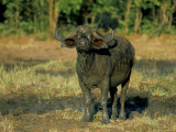 Buffalo (Syncerus Caffer), Kruger National Park, South Africa, Africa Photographic Print by Steve & Ann Toon