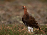 Red Grouse (Lagopus Lagopus), North Yorkshire, Yorkshire, England, United Kingdom Photographic Print by Steve & Ann Toon Red Grouse (Lagopus Lagopus), North Yorkshire, Yorkshire, England, United Kingdom Photographic Print by Steve & Ann Toon