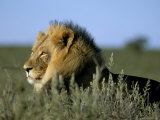 Lion (Panthera Leo), Kalahari Gemsbok Park, South Africa, Africa Photographic Print by Steve & Ann Toon