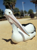 Australian Pelican (Pelecanus Conspicillatus), Shark Bay, Western Australia, Australia Photographic Print by Steve & Ann Toon