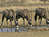 Gemsbok (Oryx) (Oryx Gazella) Drinking at Waterhole, Kalahari Gemsbok Park, South Africa, Africa Photographic Print by Steve & Ann Toon