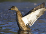 Female Mallard, Burscough, England Photographic Print by Steve & Ann Toon Female Mallard, Burscough, England Photographic Print by Steve & Ann Toon
