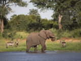 Elephant, Loxodonta Africana, with Waterbuck, at Water in Kruger National Park Photographie par Steve & Ann Toon