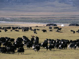 Yaks on Tibetan Pastures at 4000M, Sichuan Province, China Fotografie-Druck von Occidor Ltd 