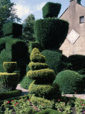 Topiary, Levens Hall, Cumbria, England, United Kingdom Photographic Print by Adam Woolfitt