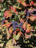 Vineyards Near Nuits St. Georges, Burgundy, France Photographic Print by Adam Woolfitt