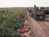 Harvesting Tomatoes, Cetate, Romania Photographic Print by Adam Woolfitt