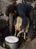 Shepherd Milking Sheep for Cheese, Island of Crete, Greece Photographie par Loraine Wilson