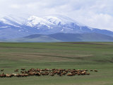 Flock of Sheep, Northeast Coast of Lake Van, Van Area, Anatolia, Turkey, Eurasia Photographic Print by Adam Woolfitt