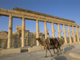 Boy on Camel in Front of the Great Colonnade, Palmyra, Unesco World Heritage Site, Syria Photographic Print by Alison Wright