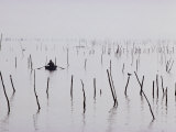 Oyster Beds, Arcachon, Gironde, Aquitaine, France Fotografie-Druck von Adam Woolfitt
