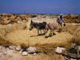 Threshing, Island of Gaydos, Crete, Greek Islands, Greece Photographie par Loraine Wilson