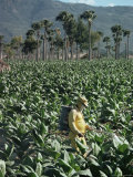 Crop Spraying in Field of Tobacco, Santiago, Dominican Republic Photographic Print by Adam Woolfitt