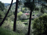 Woodland, Island of Samos, Greek Islands, Greece Photographie par Loraine Wilson