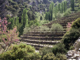 Terraced Vineyards, Island of Samos, Greek Islands, Greece Photographic Print by Loraine Wilson