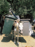 Mule Used for Collecting Rubbish, Island of Trikeri, Pelion, Greece Fotografie-Druck von R H Productions 