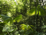 Rainforest Vegetation, Hanging Bridges Walk, Arenal, Costa Rica, Central America Photographie par R H Productions 