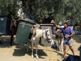 Mule Used for Collecting Rubbish, Island of Trikeri, Pelion, Greece Fotografie-Druck von R H Productions 