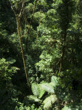 Rainforest Vegetation, Hanging Bridges Walk, Arenal, Costa Rica, Central America Photographic Print by R H Productions Rainforest Vegetation, Hanging Bridges Walk, Arenal, Costa Rica, Central America Photographic Print by R H Productions