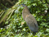 Tiger Heron, Tortuguero National Park, Costa Rica, Central America Photographic Print by R H Productions 
