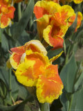 Canna Lilies, Costa Rica, Central America Photographic Print by R H Productions