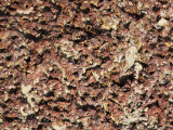 Eroded Iron Ore Rock on Beach in Maharashtra State, India Photographic Print by R H Productions 