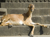 Goat on the Ghats Below Ahilya Fort, Maheshwar, Madhya Pradesh State, India Photographic Print by R H Productions 